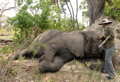 Elefanten im Okvango Botswana