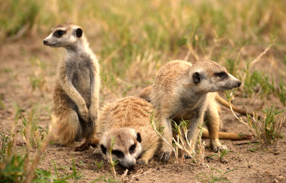 Botswana  Jack�s camp Erdm�nnchen 