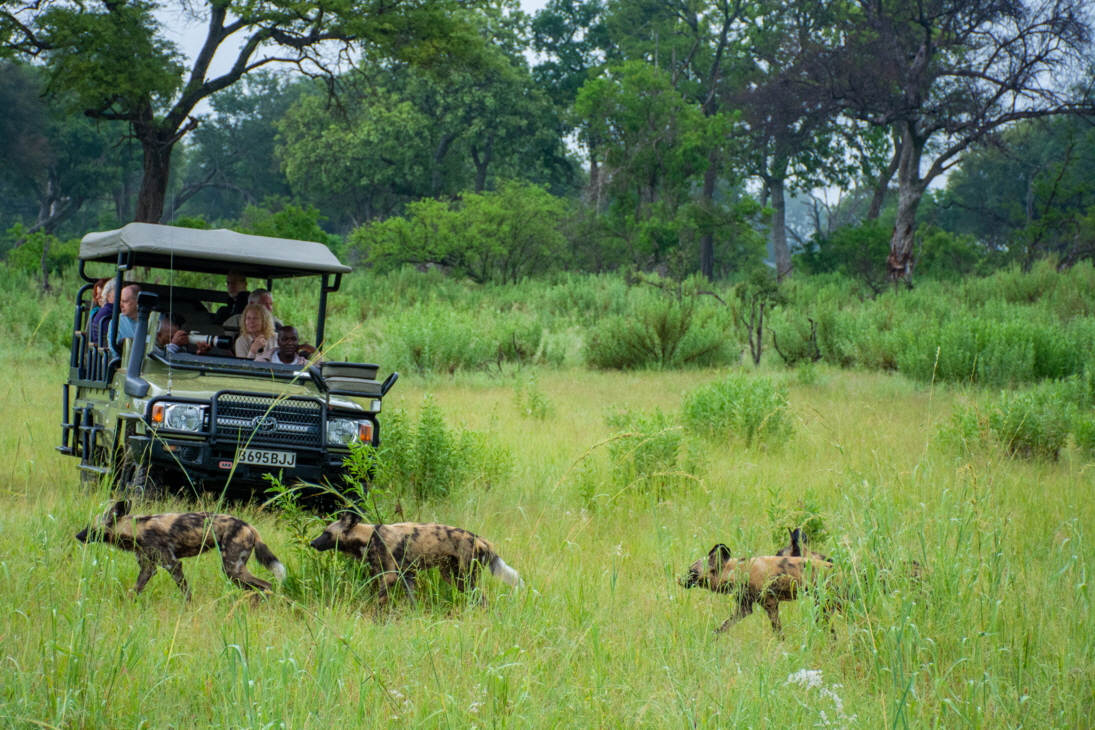 Kwara Camp Okavango Wildhunde