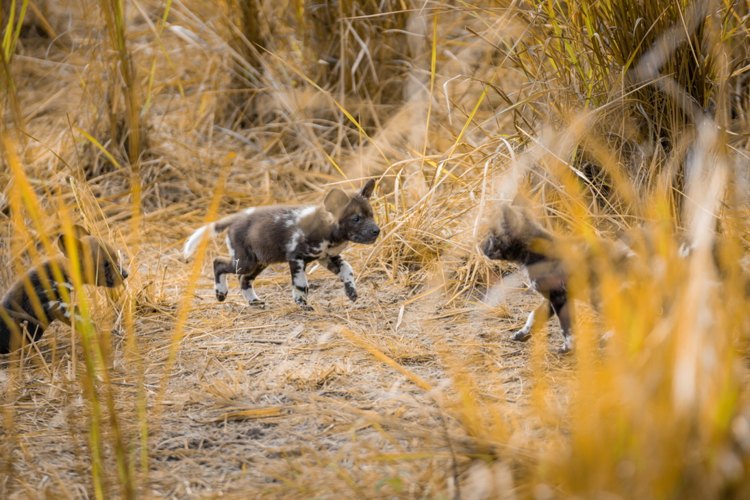 Kwara Camp Okavango Wildhund-Welpen