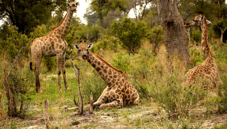Giraffen im Okavango
