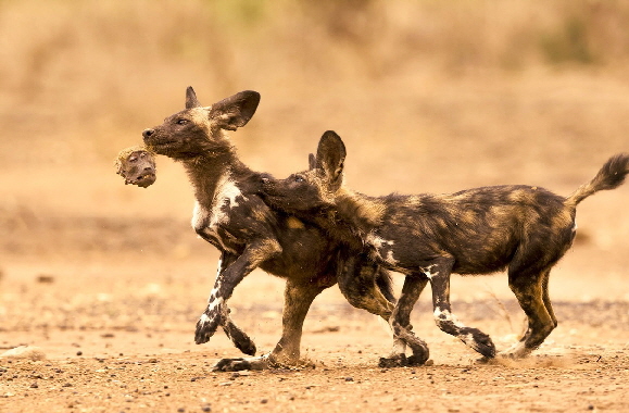 abc-camps-wilddogs-affe