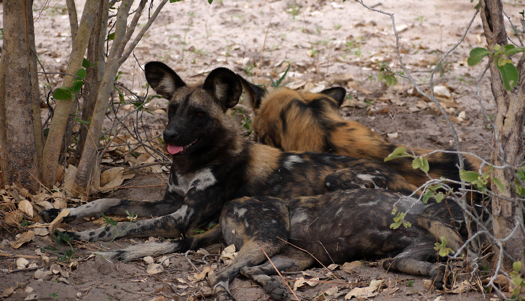 Wildhunde auf Safari in Botswana