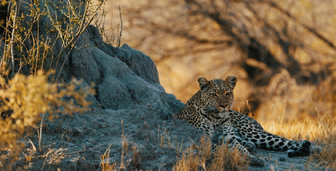Chiefs Camp Sanctuary Leopard