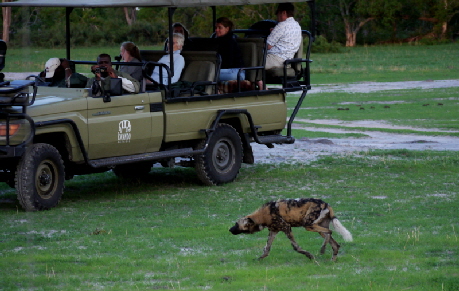 Safari Botswana: Wildhunde