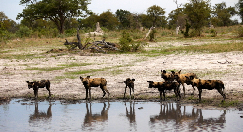 Wildhunde im Okavangodelta