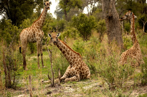 Auf Safari in Botswana  Giraffen 