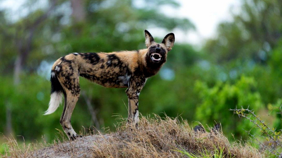 Wildhund im Okawango