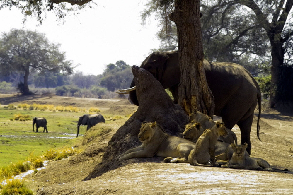 Botswana Safari Lwen und Elefanten