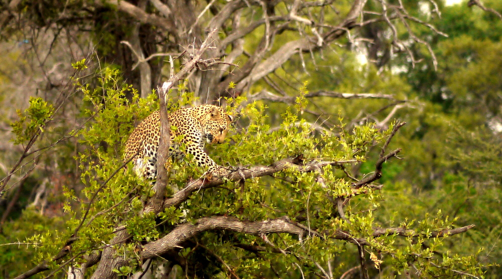 Okavango Leopard in Kwetsani 