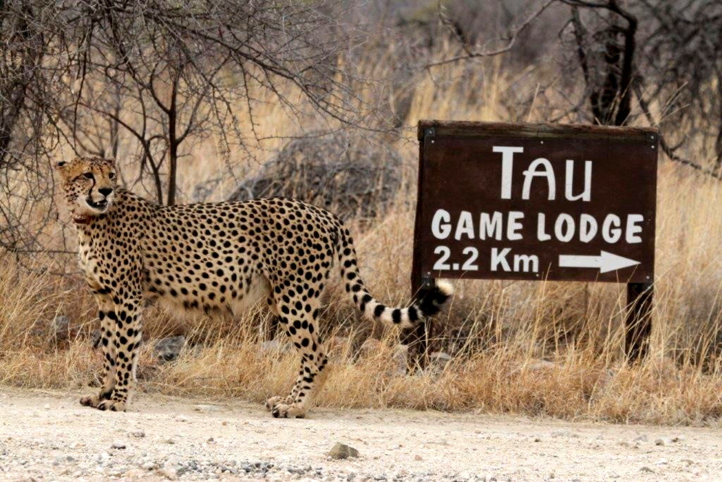 Tau Pan Lodge Central Kalahari Game Reserve