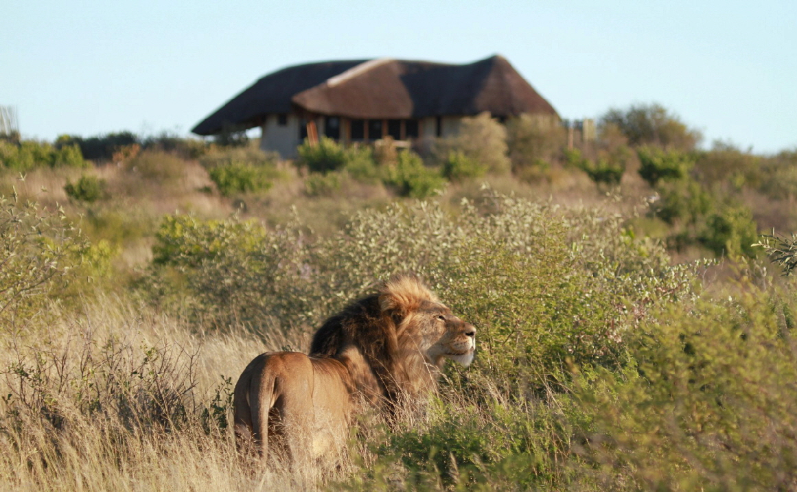 Tau Pan safari Lodge 