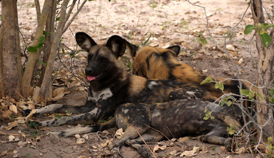 Wildhunde Botswana Lebala Camp
